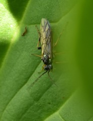 Aglaostigma semiluteum