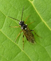 Aglaostigma semiluteum