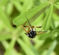 Aglaostigma semiluteum