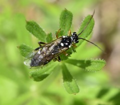 Aglaostigma semiluteum