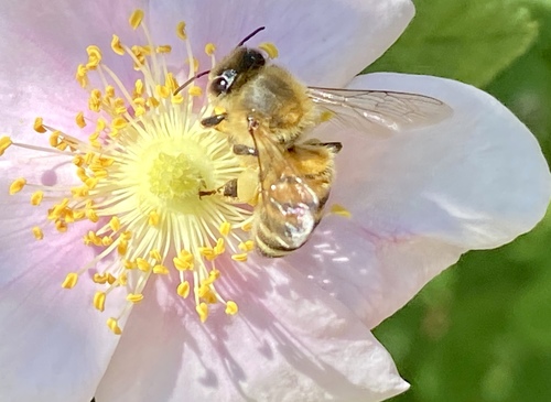iNaturalist observation photo of Western Honey Bee