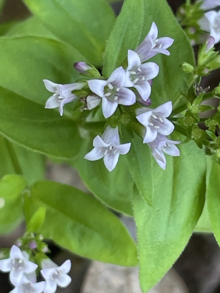 summer bluet from School St, Polkton, NC, US on May 16, 2022 at 1153