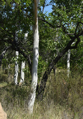 Corymbia grandifolia