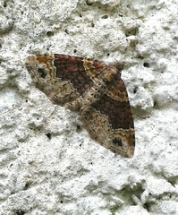 Xanthorhoe spadicearia