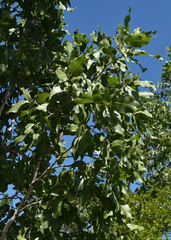 Corymbia grandifolia