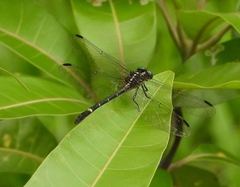 Austrogomphus bifurcatus