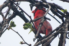 Cardinalis cardinalis