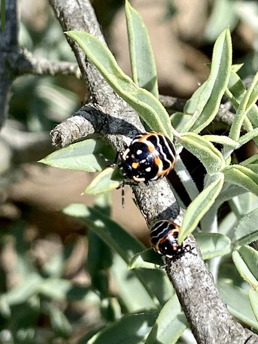 iNaturalist observation photo of Harlequin Bug