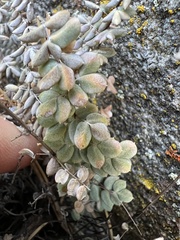 Pellaea andromedifolia