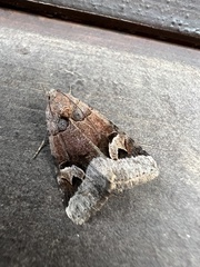 Drasteria pallescens