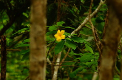 Tabernaemontana glabra
