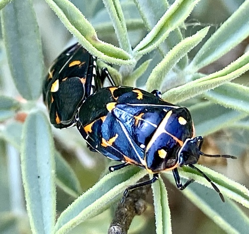 iNaturalist observation photo of Harlequin Bug