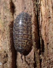 Porcellium collicola