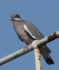 Columba palumbus