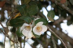 Eucryphia cordifolia