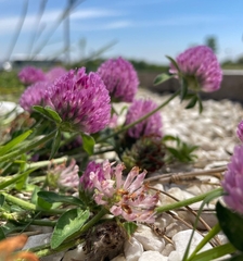 Trifolium pratense