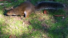 Sciurus carolinensis