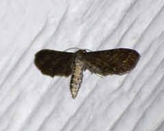 Protoproutia laredoata