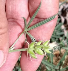Lupinus hyacinthinus