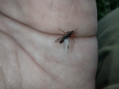 Bibio pomonae