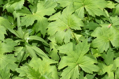 Macrophya flavolineata