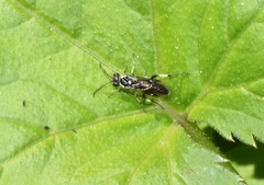 Macrophya flavolineata