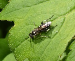 Macrophya flavolineata