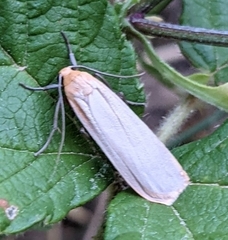 Eilema depressa
