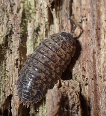 Porcellium collicola