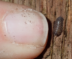 Porcellium collicola