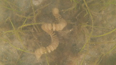 Sinistrofulgur sinistrum