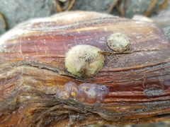 Crepipatella lingulata