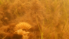 Sinistrofulgur sinistrum