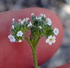 Cryptantha pterocarya purpusii