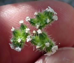 Cryptantha pterocarya purpusii