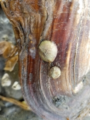 Crepipatella lingulata