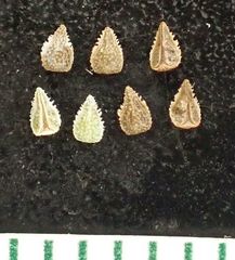 Cryptantha pterocarya purpusii