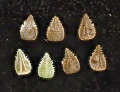 Cryptantha pterocarya purpusii