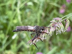 Pamponerus germanicus