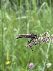 Pamponerus germanicus