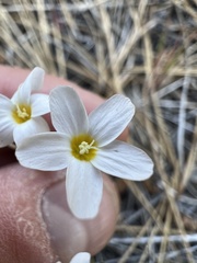 Leptosiphon breviculus