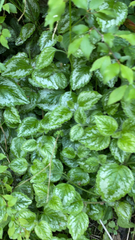 Lamium galeobdolon