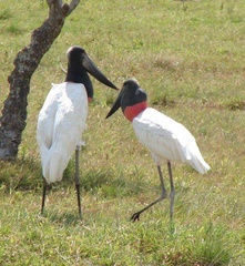Jabiru