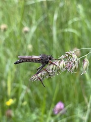 Pamponerus germanicus