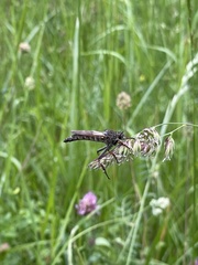 Pamponerus germanicus