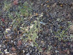 Cryptantha pterocarya purpusii