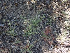 Cryptantha pterocarya purpusii