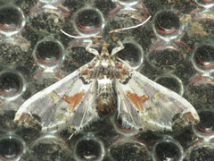 Neoleucinodes