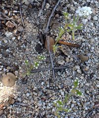 Cryptantha pterocarya purpusii