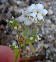 Cryptantha pterocarya purpusii
